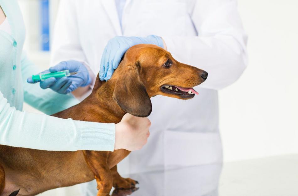 Цены на прививки собакам в воронеже thumbnail